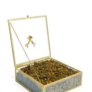 السرغينة الفاسية